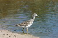 Image of: Tringa melanoleuca (greater yellowlegs)