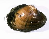 Image of: Lampsilis siliquoidea (fatmucket), Dreissena polymorpha (zebra mussel)