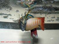 Macropodus opercularis - Chinese Fighting Fish