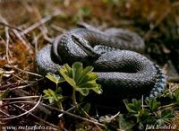 Vipera berus - Adder