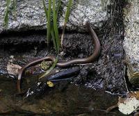 Anguis fragilis - Slow Worm