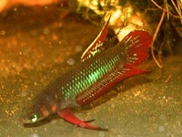 Betta coccina