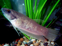 Betta Pi, from Terenganu