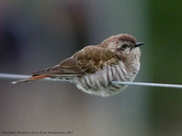 Horsfield's Bronze Cuckoo - Chrysococcyx basalis