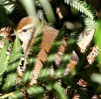 Luzon Bush Warbler - Cettia seebohmi