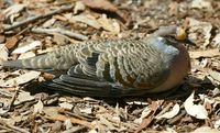 Common Bronzewing