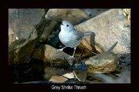 Grey Shrike-thrush