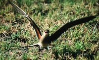 Collared Pratincole - Glareola pratincola