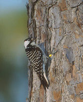 Red-cockaded Woodpecker (Picoides borealis) photo