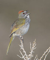 Green-tailed Towhee (Pipilo chlorurus) photo