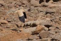 Cream-colored Courser (Cursorius cursor) photo