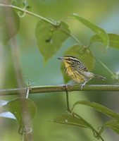 Yellow-browed Antbird (Hypocnemis hypoxantha) photo