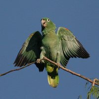 Mealy Parrot - Amazona farinosa