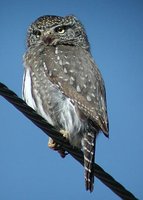 Northern Pygmy-Owl - Glaucidium californicum