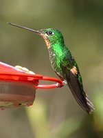 Buff-winged Starfrontlet - Coeligena lutetiae