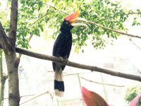 Rhinoceros Hornbill - Buceros rhinoceros