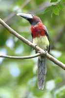 Red-necked Aracari - Pteroglossus bitorquatus