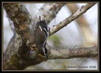 White-fringed Antwren - Formicivora grisea