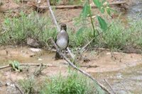 Black-billed Thrush - Turdus ignobilis