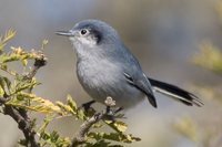 Masked Gnatcatcher - Polioptila dumicola