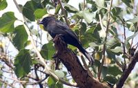 Southern Black-Flycatcher - Melaenornis pammelaina