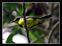 Black-breasted Boatbill - Machaerirhynchus nigripectus