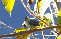 Whiskered Yuhina - Yuhina flavicollis