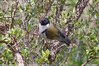 Black-headed Honeyeater - Melithreptus affinis