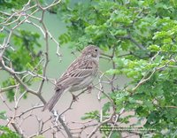 Vesper Sparrow - Pooecetes gramineus