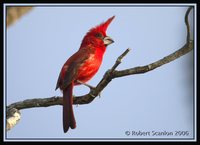 Vermilion Cardinal - Cardinalis phoeniceus