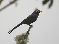 APO MYNA