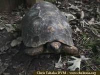 South American Yellow-footed Tortoise, Geochelone denticulata