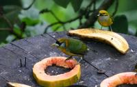 Red-headed Barbet (female)