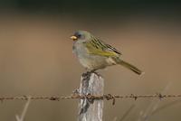 *NEW Great Pampas Finch