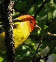 Western Tanager