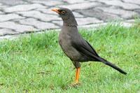 Mirla Negra - Great Thrush