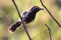 Rusty-backed  antwren   -   Formicivora  rufa   -