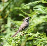 Karoo [Spotted] Prinia (Prinia maculosa) 2