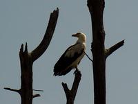Palmnut Vulture (Palmgam) - Gypohierax angolensis
