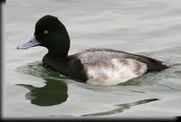 Lesser Scaup, Barnegat Light, NJ