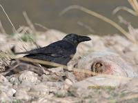 Large billed crow C20D 02157.jpg