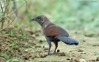 Brown-Coucal