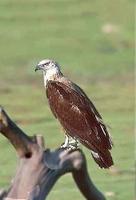 15. 티벳참수리 (玉帶海雕 : yu dai hai diao) Pallas's Fish Eagle