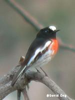 Scarlet Robin