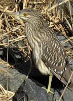 Black Crown Night Heron a.jpg (69164 bytes)