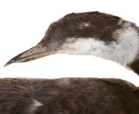 귀뿔농병아리 Horned Grebe | Podiceps auritus