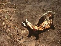 Marbled Polecat (Vormela peregusna) exploring surroundings