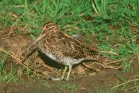 Common Snipe (Gallinago gallinago) Musselburgh, Scotland, October 2001