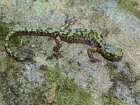 : Aneides aeneus; Green Salamander