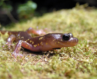 : Aneides lugubris; Arboreal Salamander